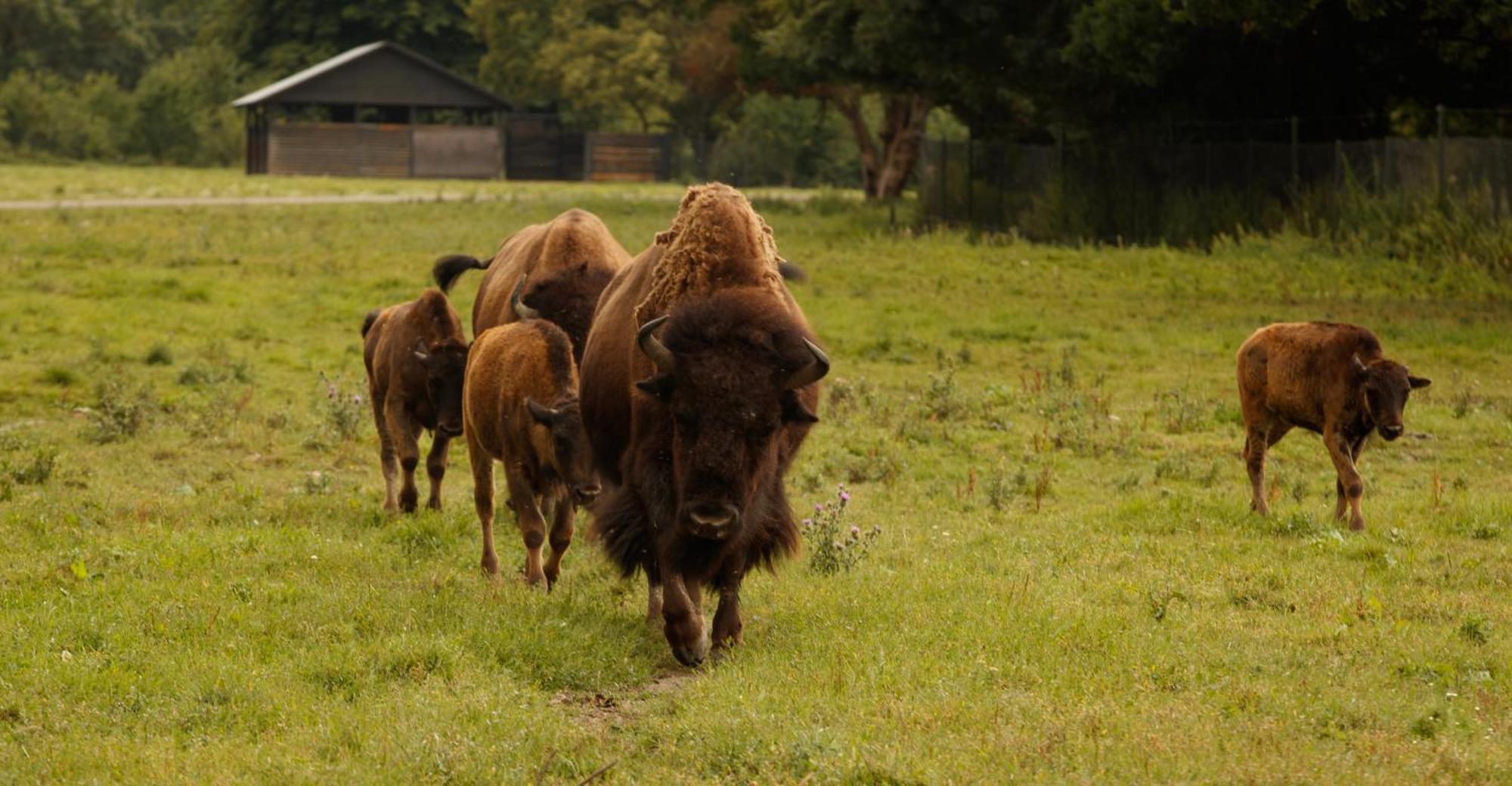 Knuthenborg Safaripark Ξενοδοχείο Maribo Εξωτερικό φωτογραφία