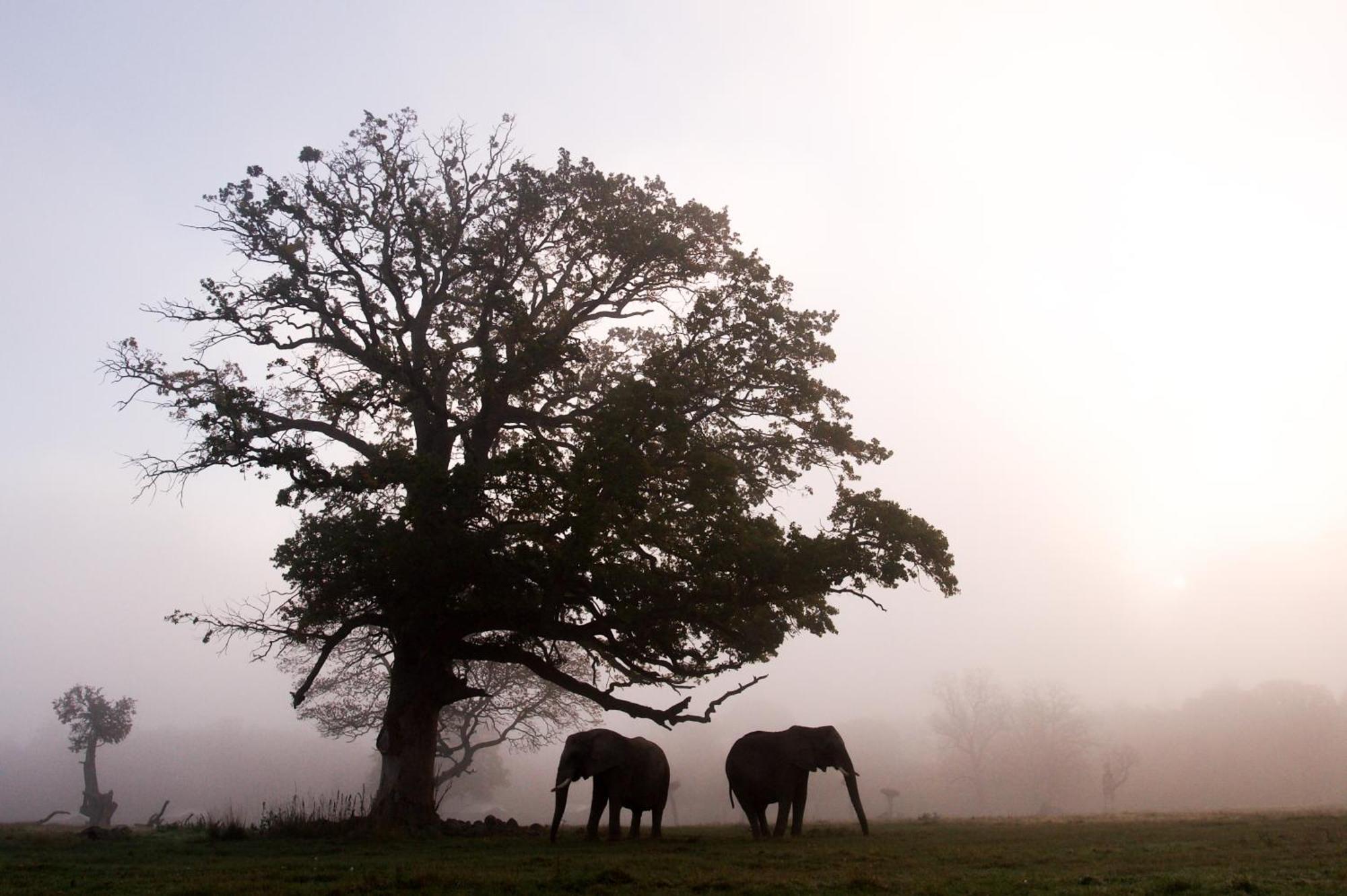 Knuthenborg Safaripark Ξενοδοχείο Maribo Εξωτερικό φωτογραφία