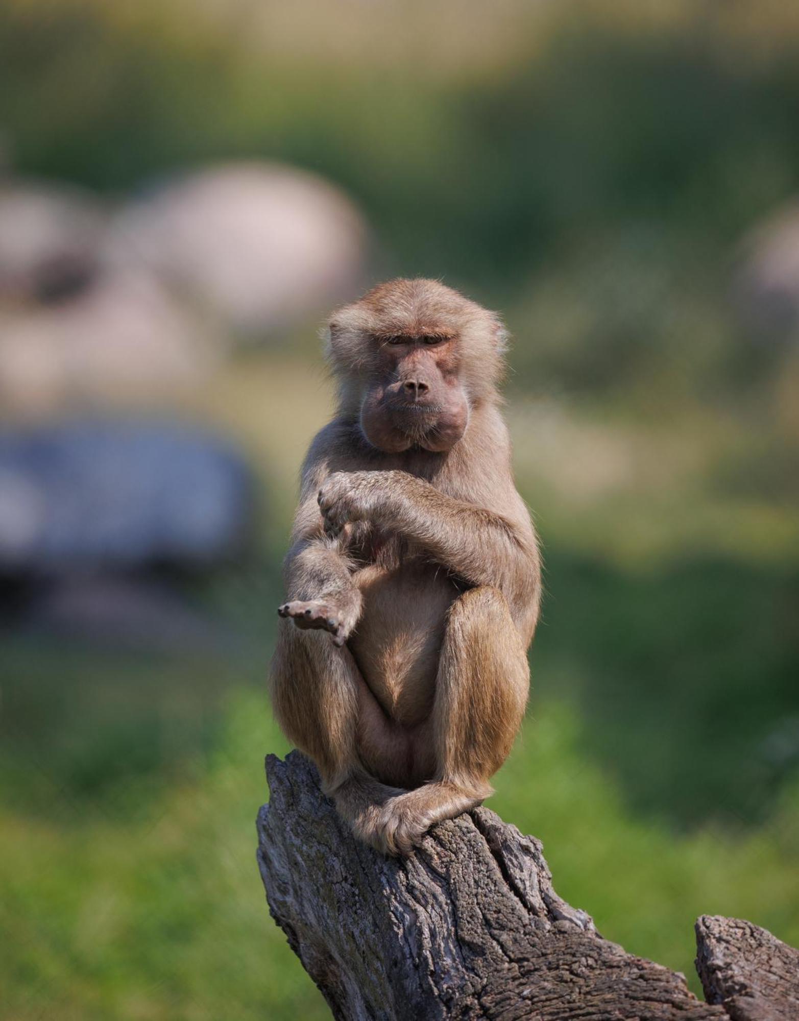 Knuthenborg Safaripark Ξενοδοχείο Maribo Εξωτερικό φωτογραφία