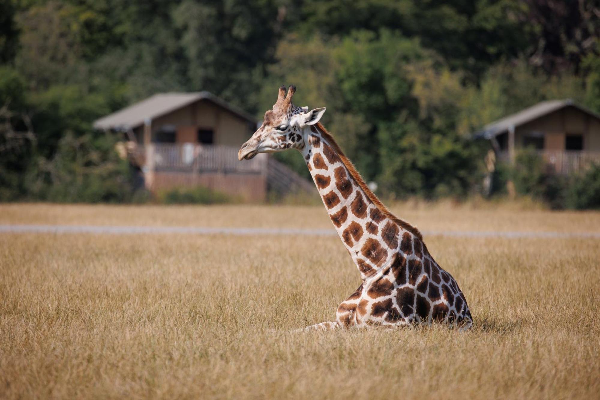 Knuthenborg Safaripark Ξενοδοχείο Maribo Εξωτερικό φωτογραφία