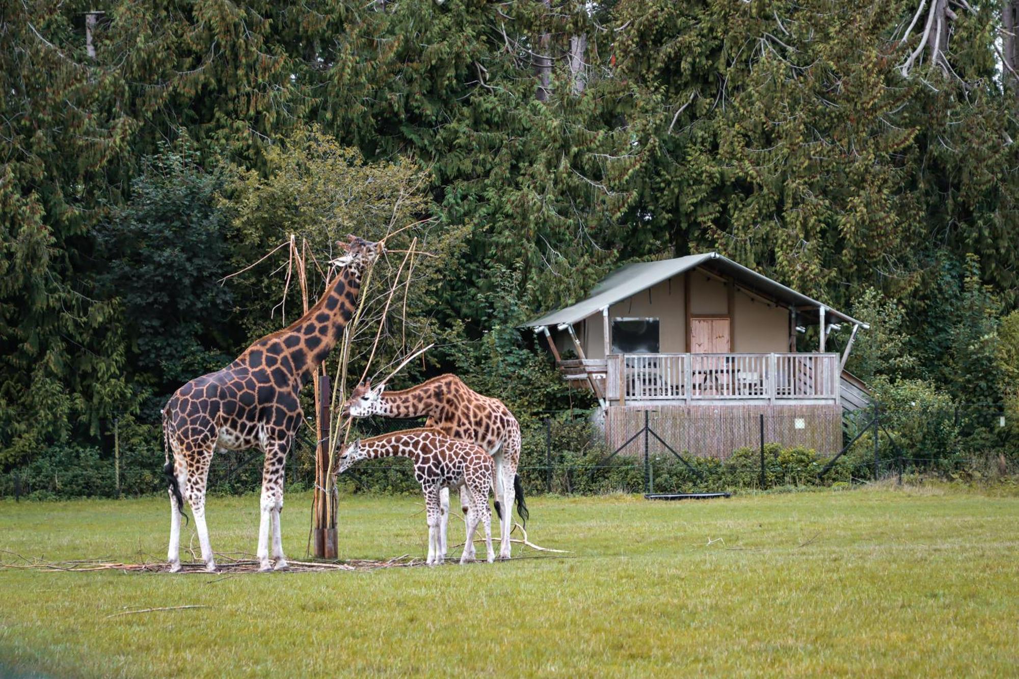 Knuthenborg Safaripark Ξενοδοχείο Maribo Εξωτερικό φωτογραφία