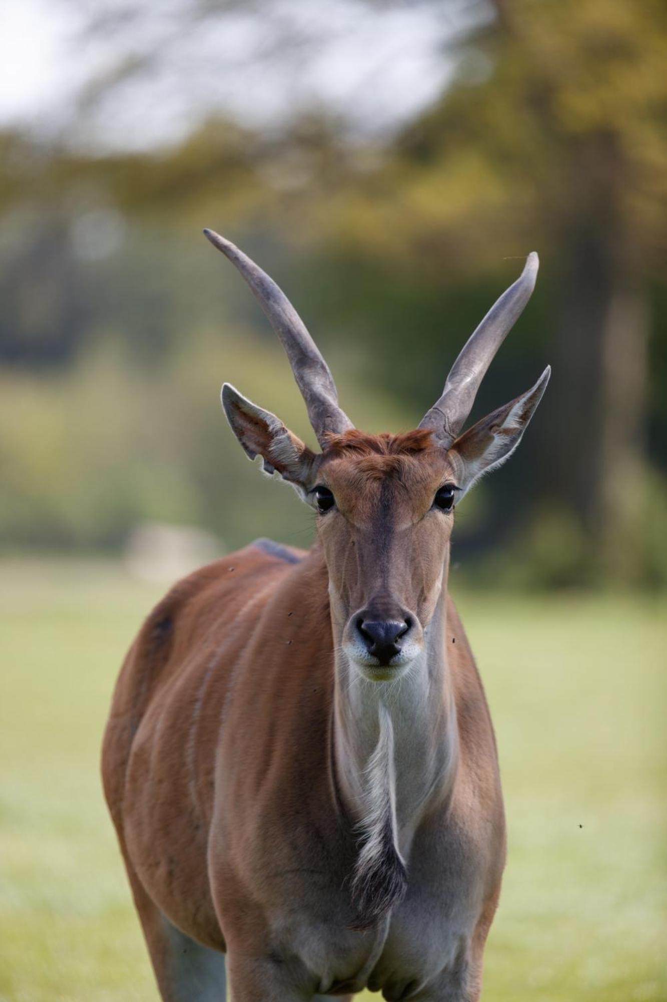 Knuthenborg Safaripark Ξενοδοχείο Maribo Εξωτερικό φωτογραφία