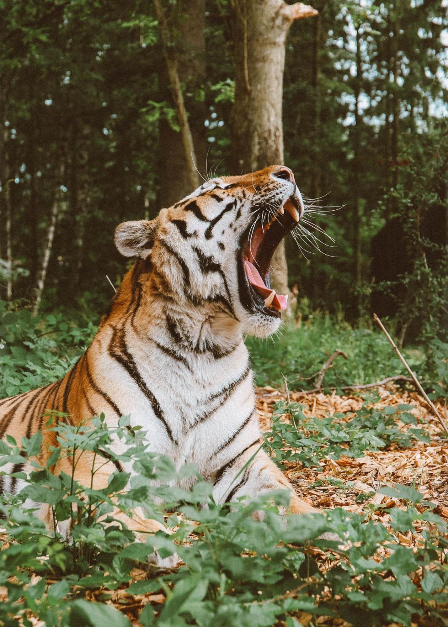 Knuthenborg Safaripark Ξενοδοχείο Maribo Εξωτερικό φωτογραφία
