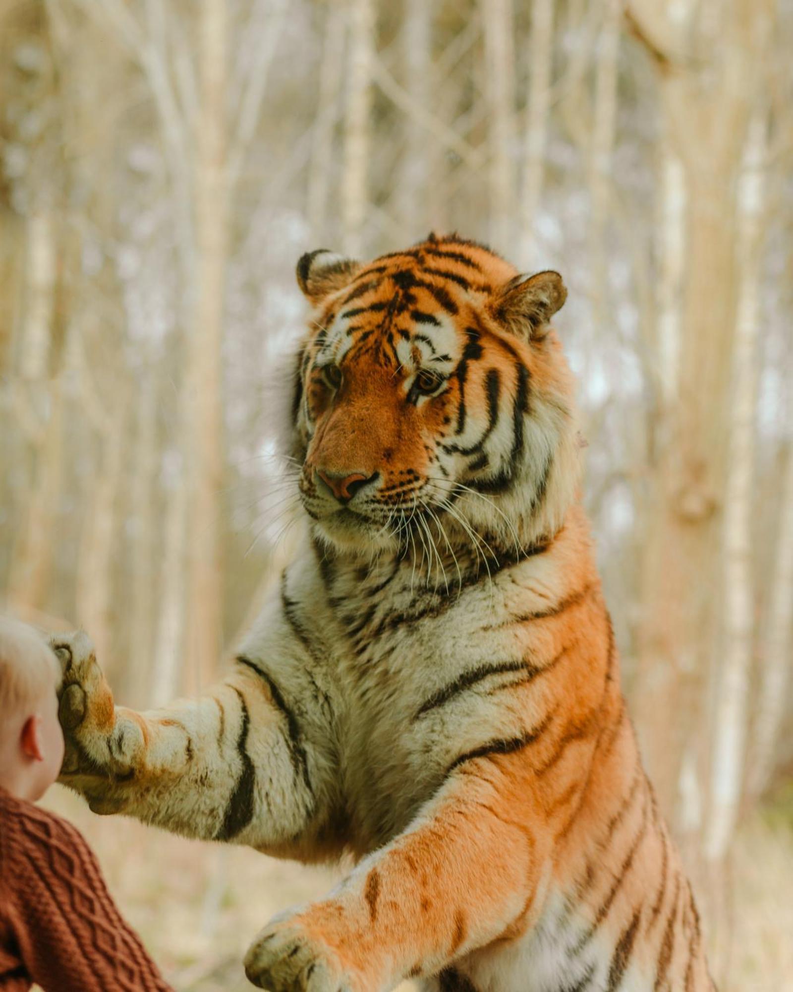 Knuthenborg Safaripark Ξενοδοχείο Maribo Εξωτερικό φωτογραφία