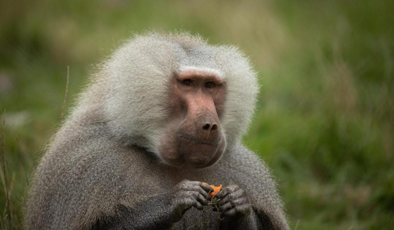 Knuthenborg Safaripark Ξενοδοχείο Maribo Εξωτερικό φωτογραφία