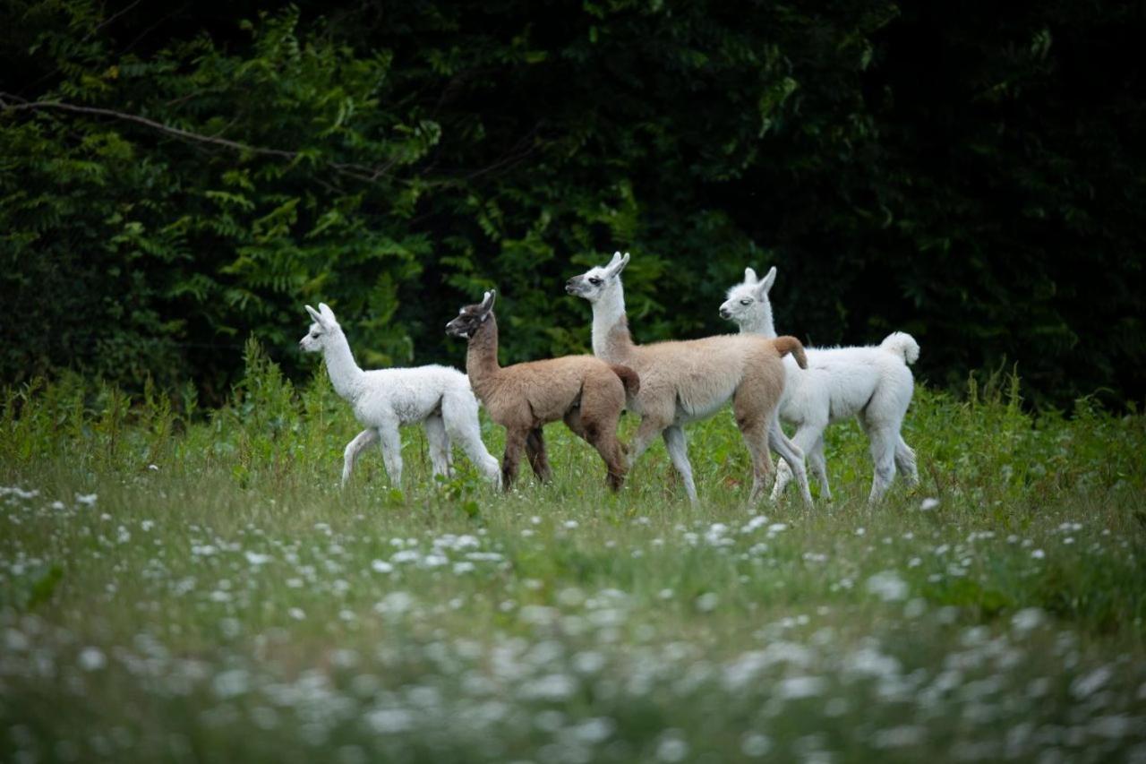 Knuthenborg Safaripark Ξενοδοχείο Maribo Εξωτερικό φωτογραφία