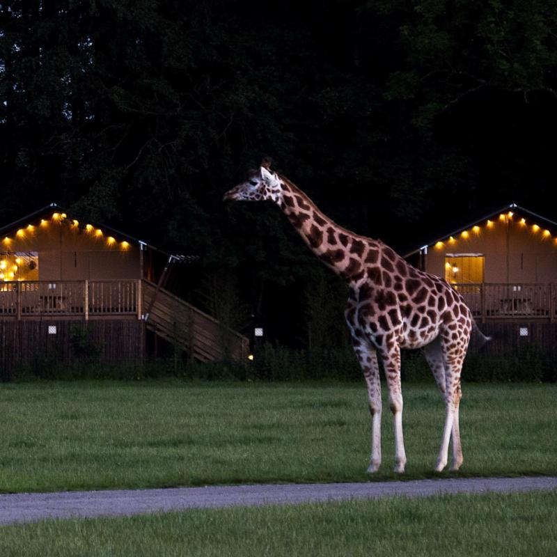 Knuthenborg Safaripark Ξενοδοχείο Maribo Εξωτερικό φωτογραφία