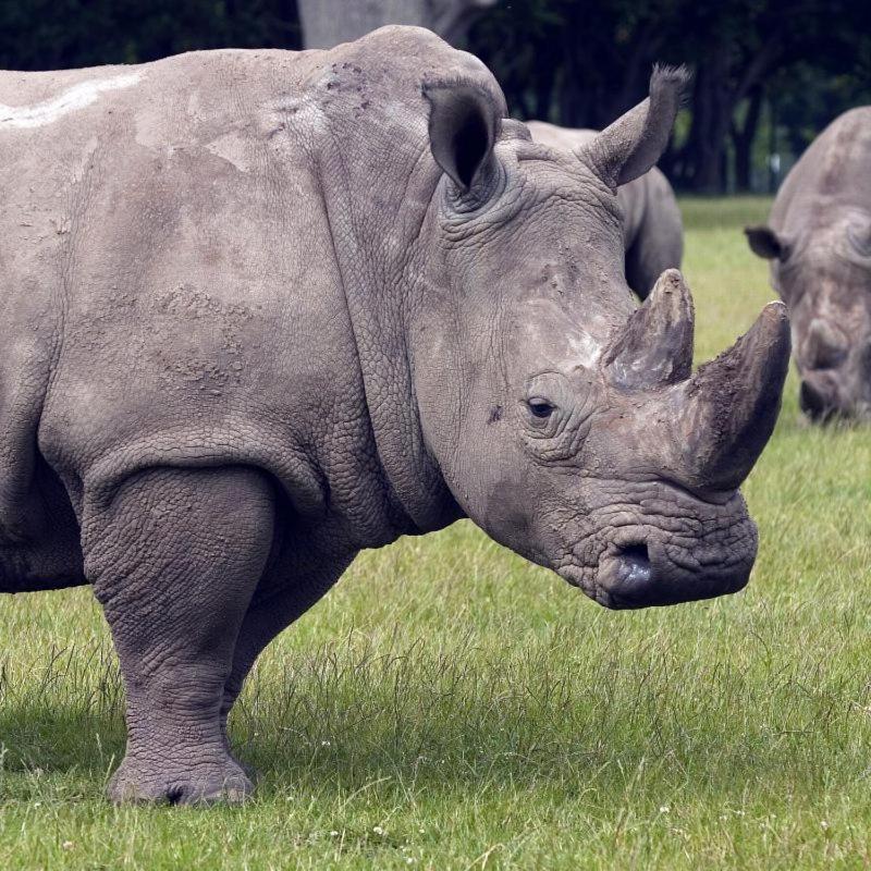 Knuthenborg Safaripark Ξενοδοχείο Maribo Εξωτερικό φωτογραφία