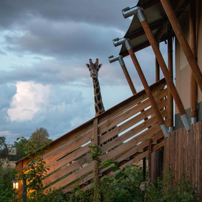 Knuthenborg Safaripark Ξενοδοχείο Maribo Εξωτερικό φωτογραφία