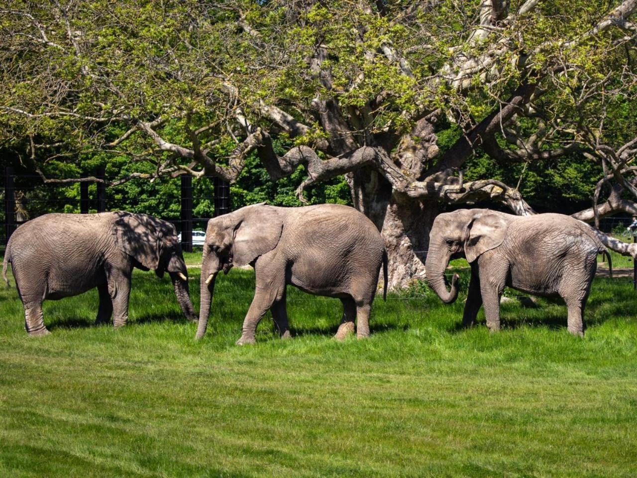 Knuthenborg Safaripark Ξενοδοχείο Maribo Εξωτερικό φωτογραφία
